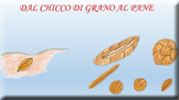 Progetto Alimentazione - Dal chicco di grano al pane